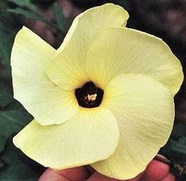 Pele Flower